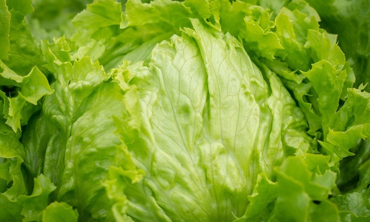 Iceberg lettuce head, stock photo used to illustrate Taylor Farms Cyclospora recall story.
